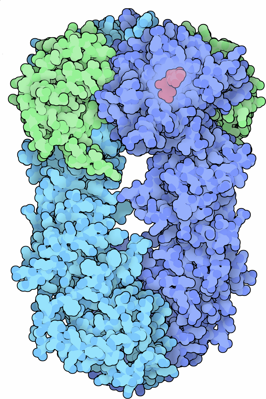 HSP90 Structure